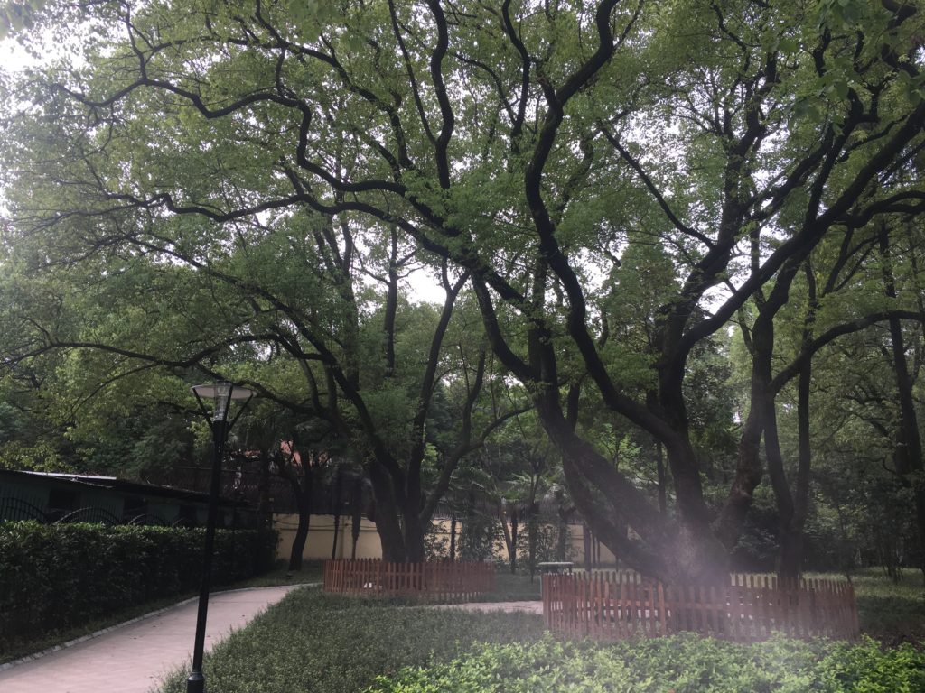 150 Year Old Camphor Trees