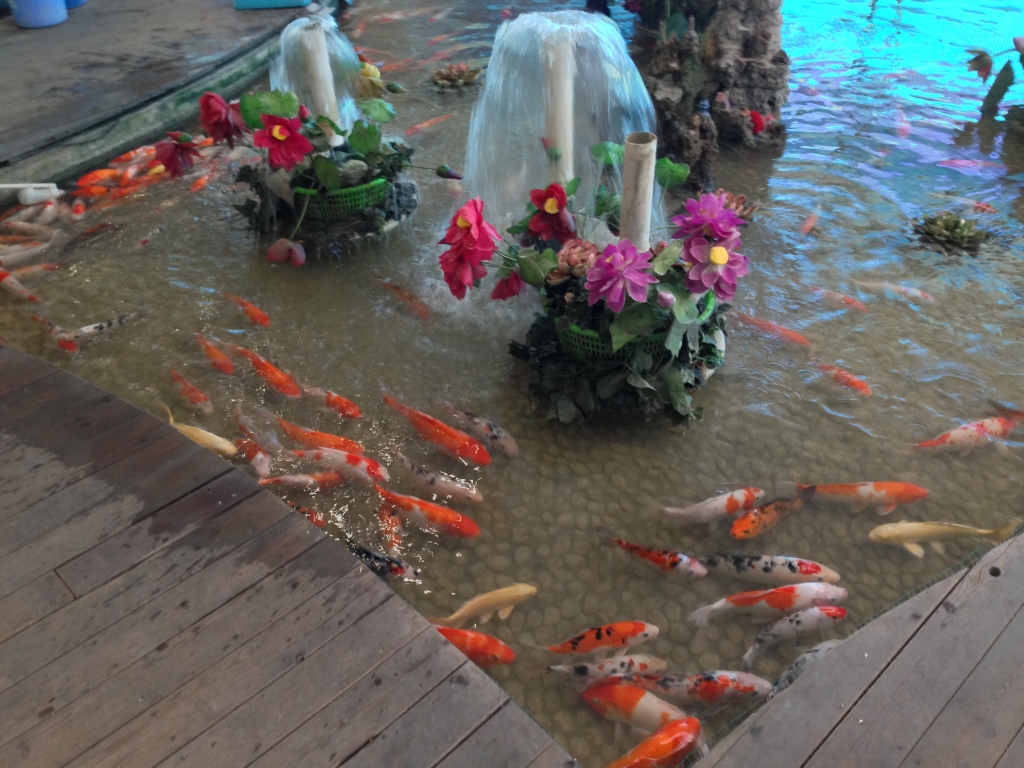 Feed the Koi. Or don't.