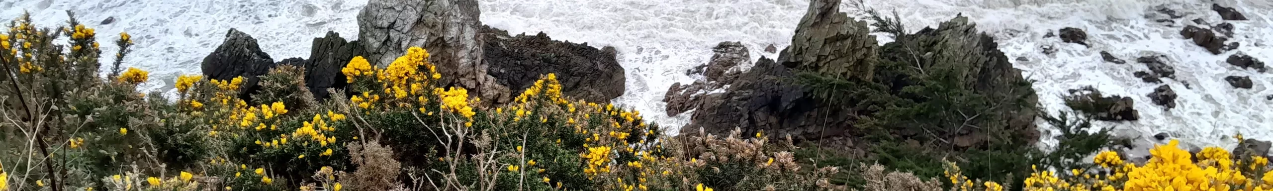 Walking the Cliffs of Howth