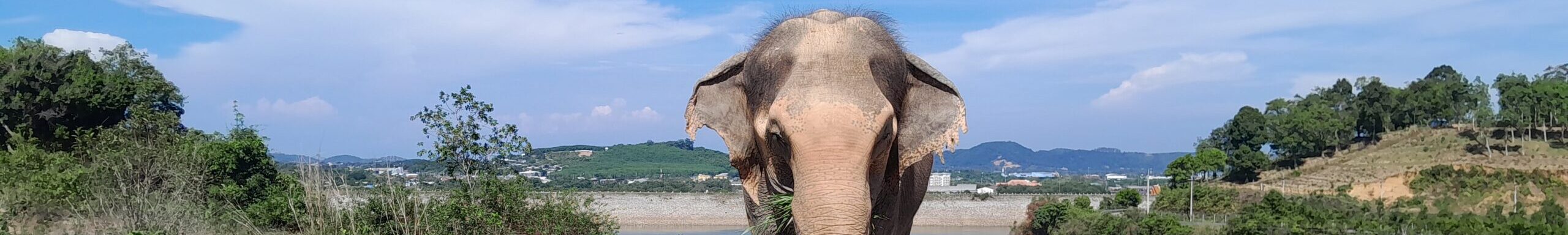 Bukit (Phuket) Elephant Park